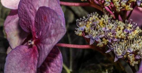 A magenta Big Leaf Hydrangea Foto stock