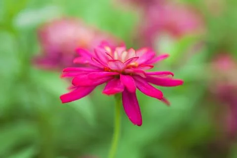 Magenta flower background Stock Photos