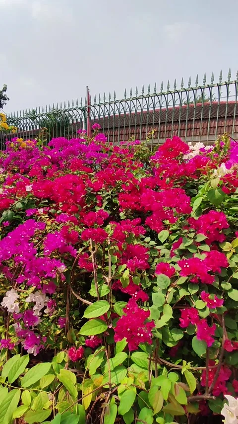 MAGENTA Stock Footage 328688207