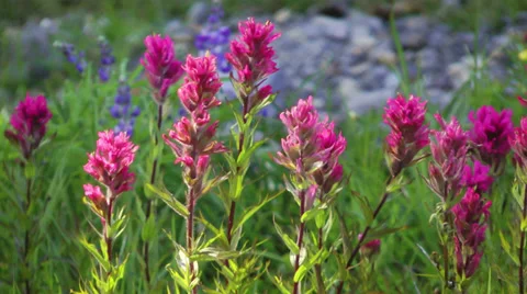 Magenta Paintbrush 스톡 동영상 31141333