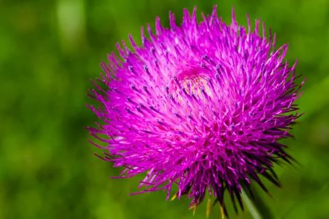 Magenta Stock Photos