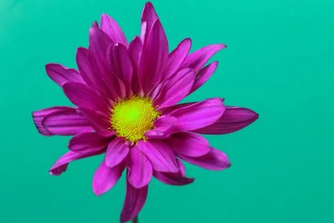 Magenta Pyrethrum Daisy Foto stock