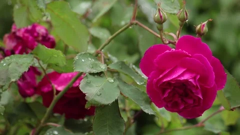 Magenta rose 動画素材 82696107