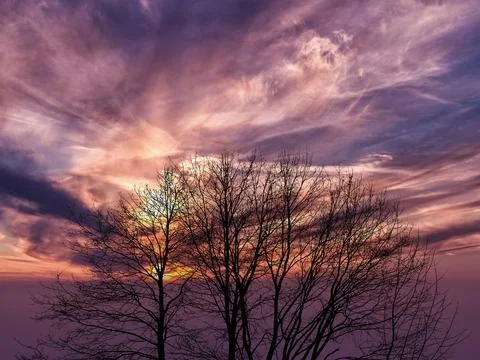 Magenta sunset with tree branches in backlight Stock Photos