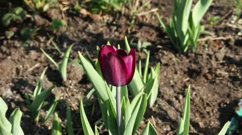 Magenta tulip Stock Footage 11498410