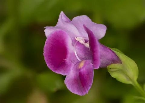 Magenta Violet Stock Photos