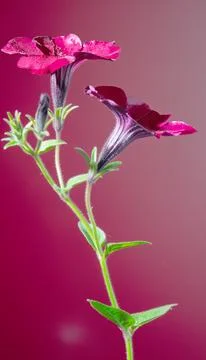 Magenta wildflower isolated on gradient background Stock Photos