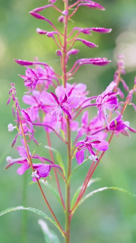 Magenta wildflower spike showing sequential blooming with dew under soft morning Stock Footage 341884990