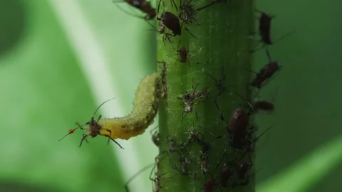 Maggot devouring aphids. Stock Footage 197070332