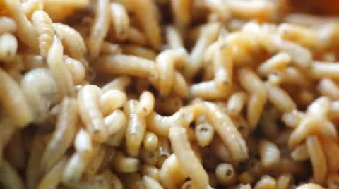 Maggot Stock Footage 24783463