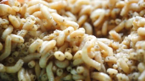 Maggot Stock Footage 24783778