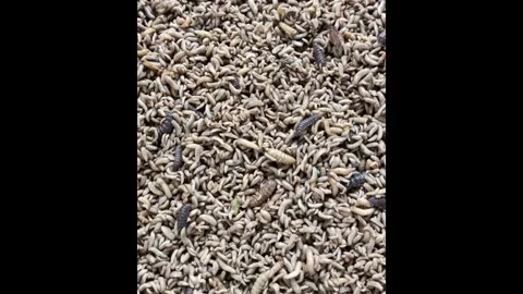 Maggot Stock Footage 306714259