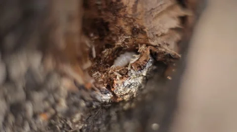 Maggot gnaws the bark of a tree Stock Footage 59788661