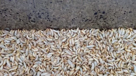 Maggot Larvae Stock Footage 288052077