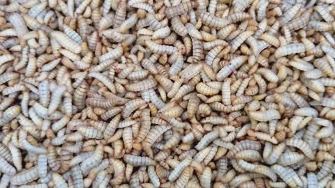 Maggot Larvae Stock Footage 288052550