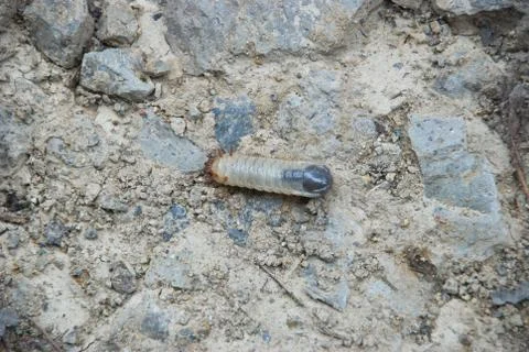 Maggot of the moth or a bug moving through plantless area Stock Photos