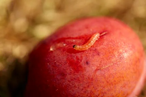 Maggot in a plum Foto stock