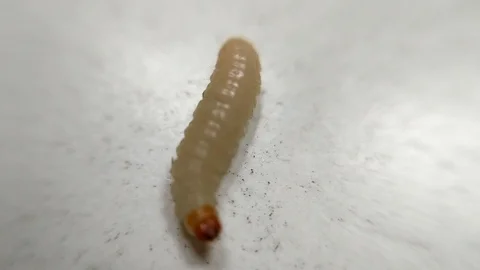 Maggot rolling up Stock Footage 87914218