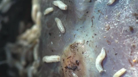 Maggot worms crawl over the meat of dead animal. View macro in wildlife Stock Footage 120945824
