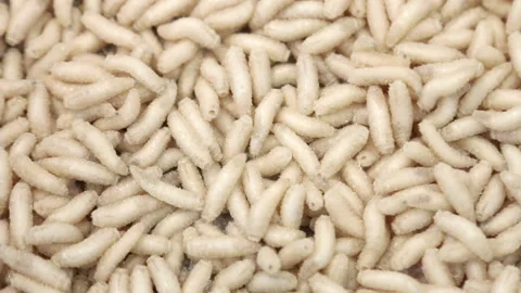 maggot worms of white color crawl and mo, Stock Video