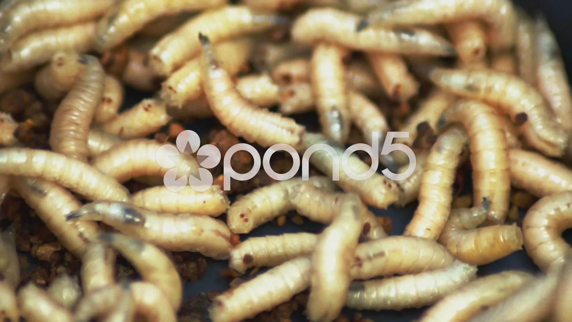 Maggots (Acheta Domesticus)Fat insect la, Stock Video