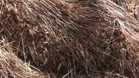 Maggots aka Fly Larvae Feeding on Javelina Rotting Carrion Carcass in Desert Stock Footage 332675639