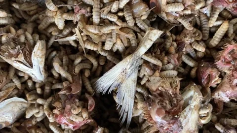 Maggots in animal carcasses Stock Footage 300713669