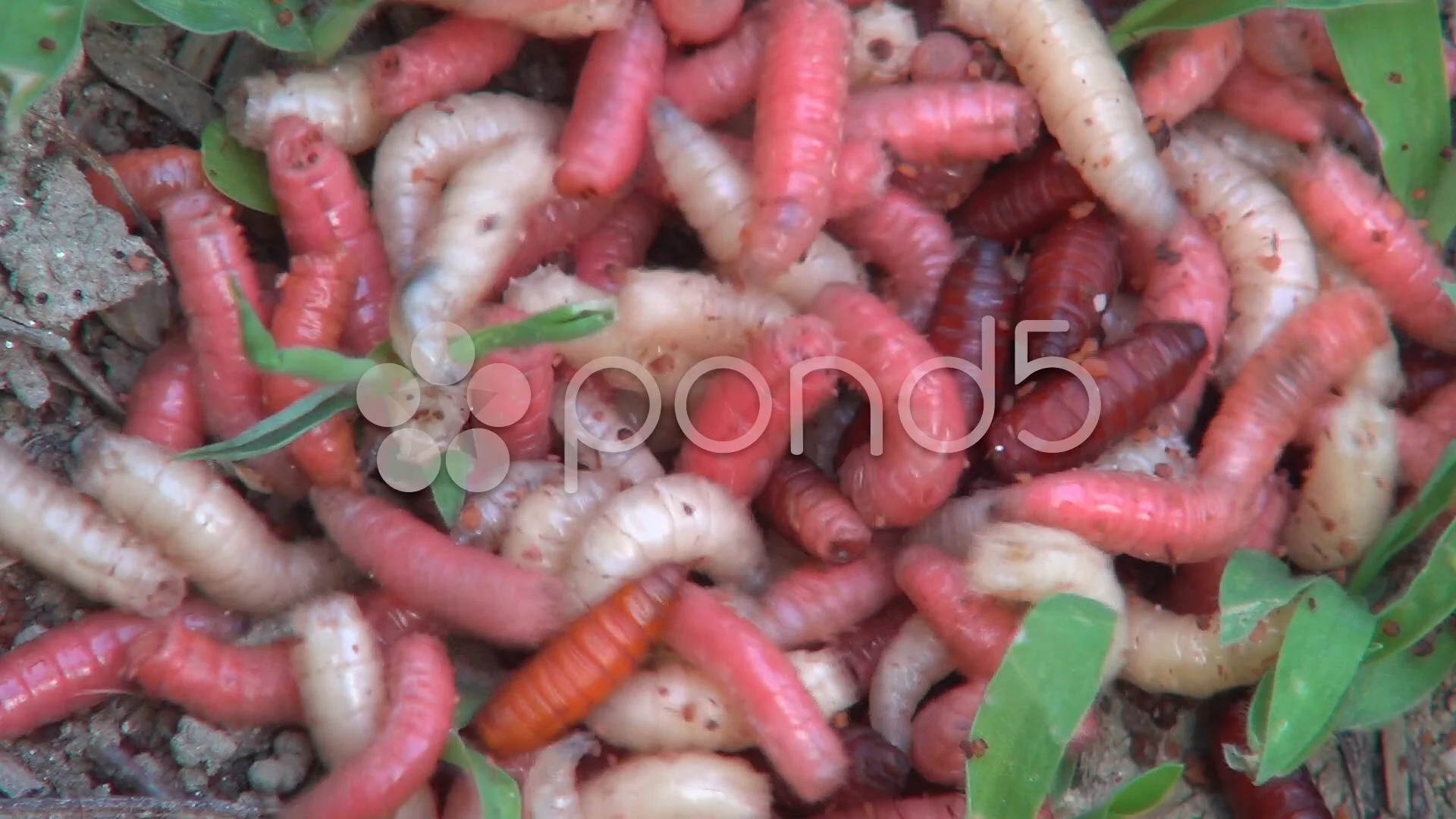 Maggots.Bait for Fishing Rod, Worms for , Stock Video