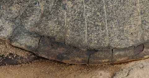 Maggots On Body Of Dead Sea Turtle | Stock Video | Pond5