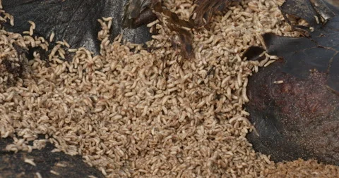 Maggots On Body Of Dead Sea Turtle | Stock Video | Pond5