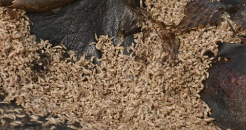 Maggots On Body Of Dead Sea Turtle | Stock Video | Pond5