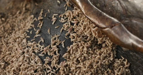 Maggots On Body Of Dead Sea Turtle | Stock Video | Pond5