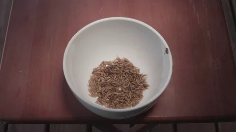 Maggots in a Bowl with Flys Stock Footage 80009223