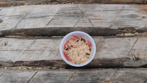 Maggots in the can Stock Footage 120161561