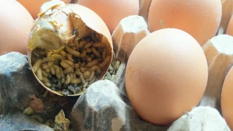 Maggots on chicken egg shells in the nest Stock Footage 306473313