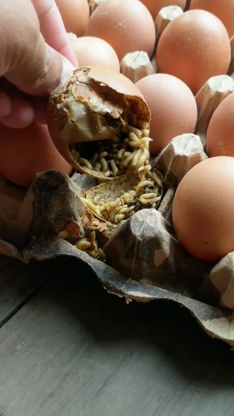 Maggots on chicken egg shells in the nest Stock Footage 306473824