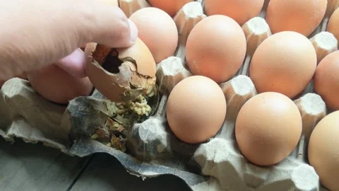 Maggots on chicken egg shells in the nest Stock Footage 306473832