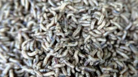 Maggots Close Up Stock Footage 131549996