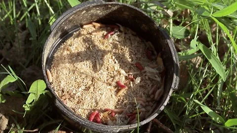 Maggots in the container. Live bait for fish Stock Footage 136146460
