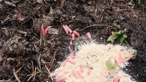 Maggots crawl in the ground Stock-Footage 120161526