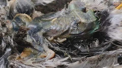 Maggots crawling on a bird carcass 스톡 동영상 315198665