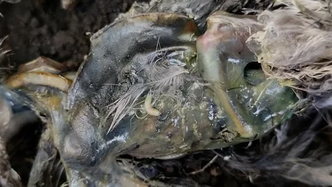 Maggots crawling on a bird carcass Stock Footage 315198666