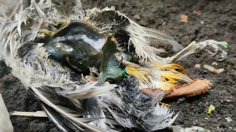 Maggots crawling on a bird carcass Stock Footage 315198802