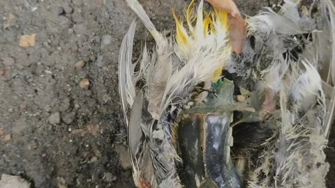 Maggots crawling on a bird carcass Stock Footage 315198804