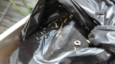 Maggots crawling close up on garbage bags in trash can. Vídeo Stock 277783506