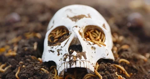 Maggots crawling in dead skull Stockbeeldmateriaal 171002330