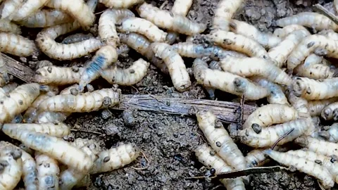 Maggots crawling in a garden's compost pile, 4k Vídeo Stock 338988479