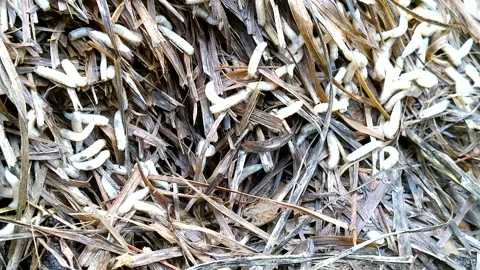 Maggots crawling in a garden's grass compost pile, 4k Stock Footage 339511800