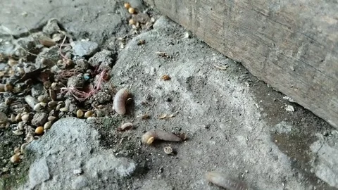 Maggots crawling on the ground Stock Footage 285590231