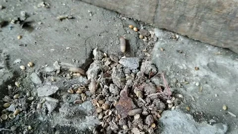 Maggots crawling on the ground Stock Footage 285590232